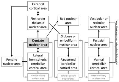 Big contributions of the little brain for precision psychiatry